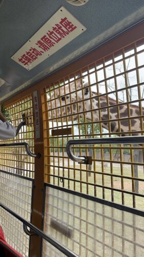 上海野生動物園のサファリバス餌やり