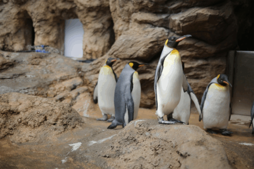 アクアスのペンギン
