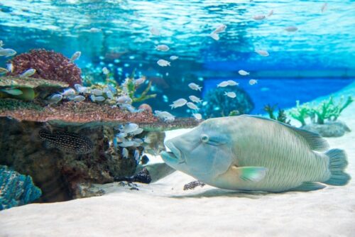 雨の日の観光は水族館など屋内施設で楽しむ