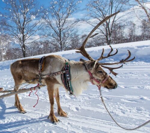 北海道の子連れで雪遊びできるホテル9選!ゲレンデ直結やスキー場近くの温泉宿