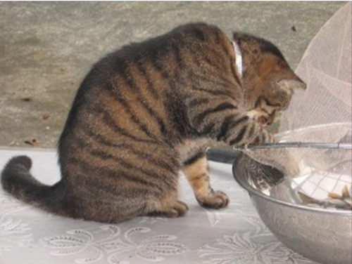 かわづの里(静岡県)東海で猫のいる宿11選!看板猫がいる愛知・静岡・三重・岐阜の旅館!