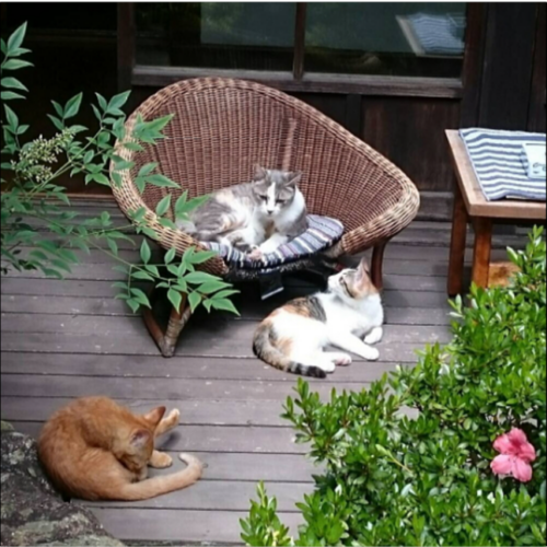 伊良湖温泉 和味の宿 角上桜(愛知県)東海で猫のいる宿11選!看板猫がいる愛知・静岡・三重・岐阜の旅館!