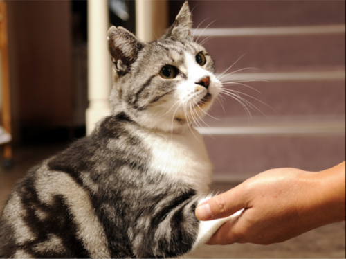 伊豆高原 猫のいるお宿 プチホテル フロマージュ(静岡県)関東の猫と触れ合える宿10選!看板猫や温泉に癒される旅館を紹介!