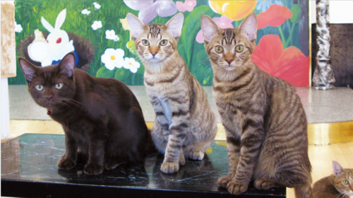 姫宿 花かざし(愛知県)東海で猫のいる宿11選!看板猫がいる愛知・静岡・三重・岐阜の旅館!