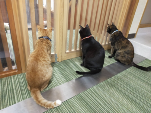 伊豆高原 猫のいるお宿 プチホテル フロマージュ(静岡県)関東の猫と触れ合える宿10選!看板猫や温泉に癒される旅館を紹介!