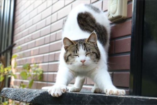 月影の丘ホテル ヴィラ勝山アヴェール(千葉県)関東の猫と触れ合える宿10選!看板猫や温泉に癒される旅館を紹介!