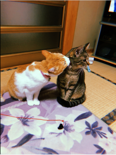 紺碧の海眺望の絶景宿 コート・ロシューズ(静岡県)東海で猫のいる宿11選!看板猫がいる愛知・静岡・三重・岐阜の旅館!