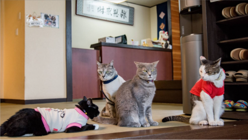 草津温泉 中村屋旅館(群馬県)関東の猫と触れ合える宿10選!看板猫や温泉に癒される旅館を紹介!