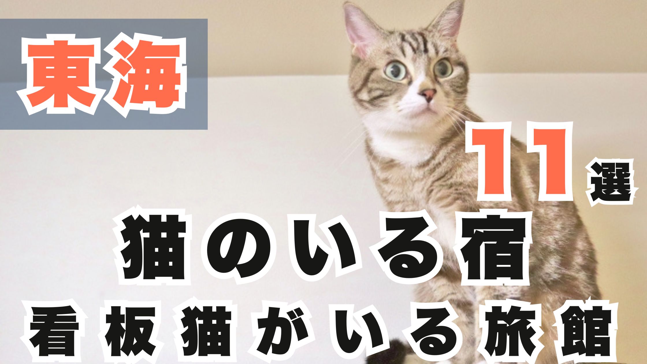 東海で猫のいる宿11選!看板猫がいる愛知・静岡・三重・岐阜の旅館!