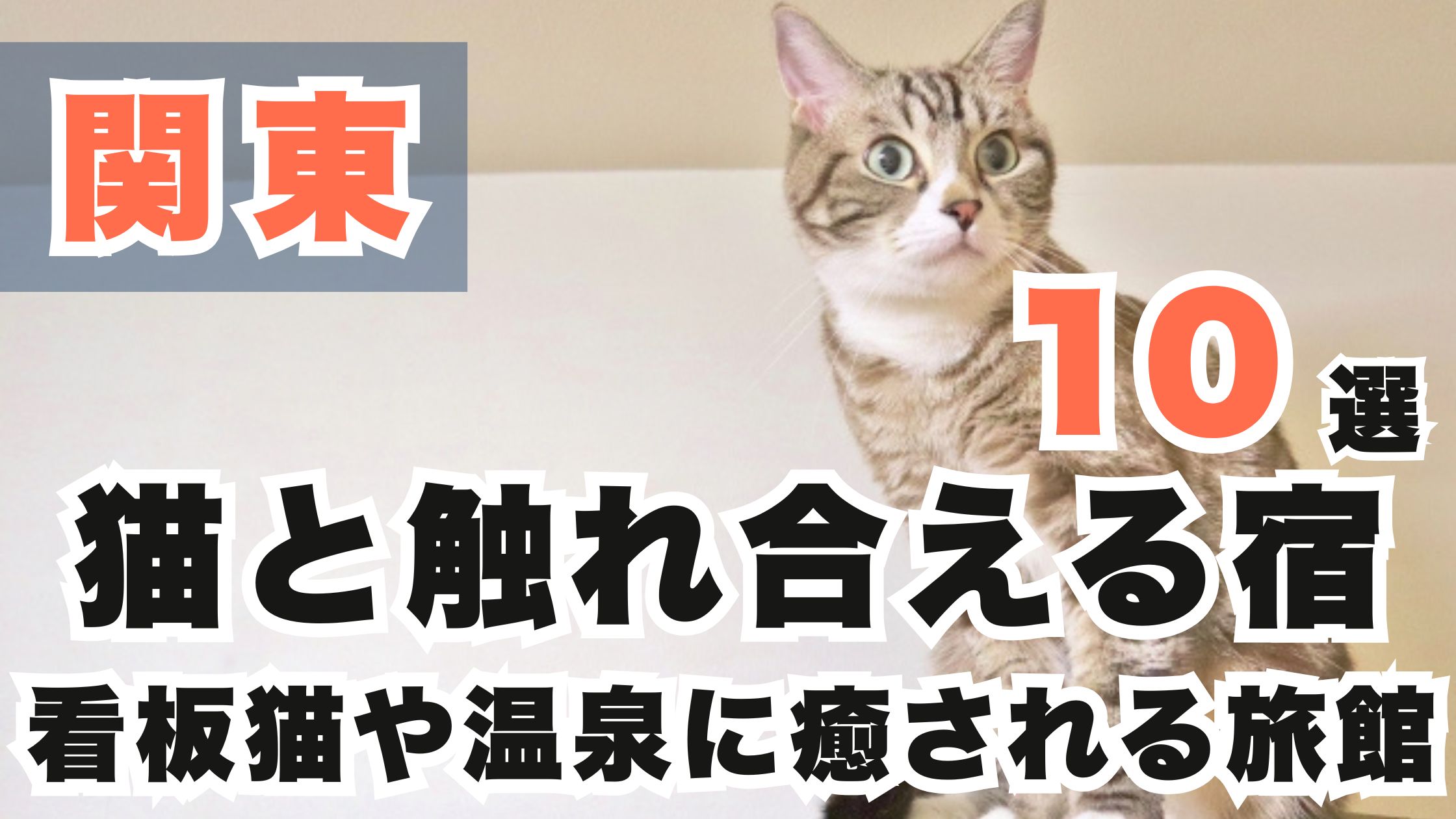 関東の猫と触れ合える宿10選!看板猫や温泉に癒される旅館を紹介!
