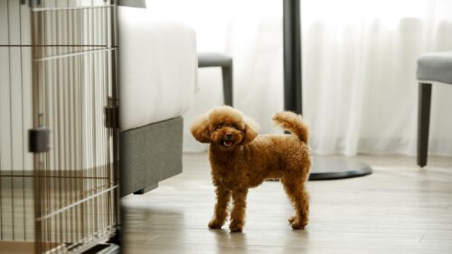 琵琶湖マリオットホテル（滋賀県）関西の犬と泊まれる宿16選!温泉宿や食事が美味しいおすすめホテル!