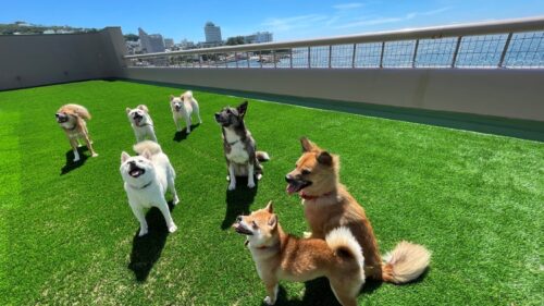 犬御殿（和歌山県）関西の犬と泊まれる宿16選!温泉宿や食事が美味しいおすすめホテル!
