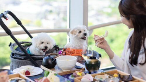 わんわんパラダイス プレミア 南紀白浜（和歌山県）関西の犬と泊まれる宿16選!温泉宿や食事が美味しいおすすめホテル!