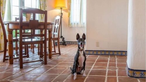 志摩地中海村（三重県）関西の犬と泊まれる宿16選!温泉宿や食事が美味しいおすすめホテル!