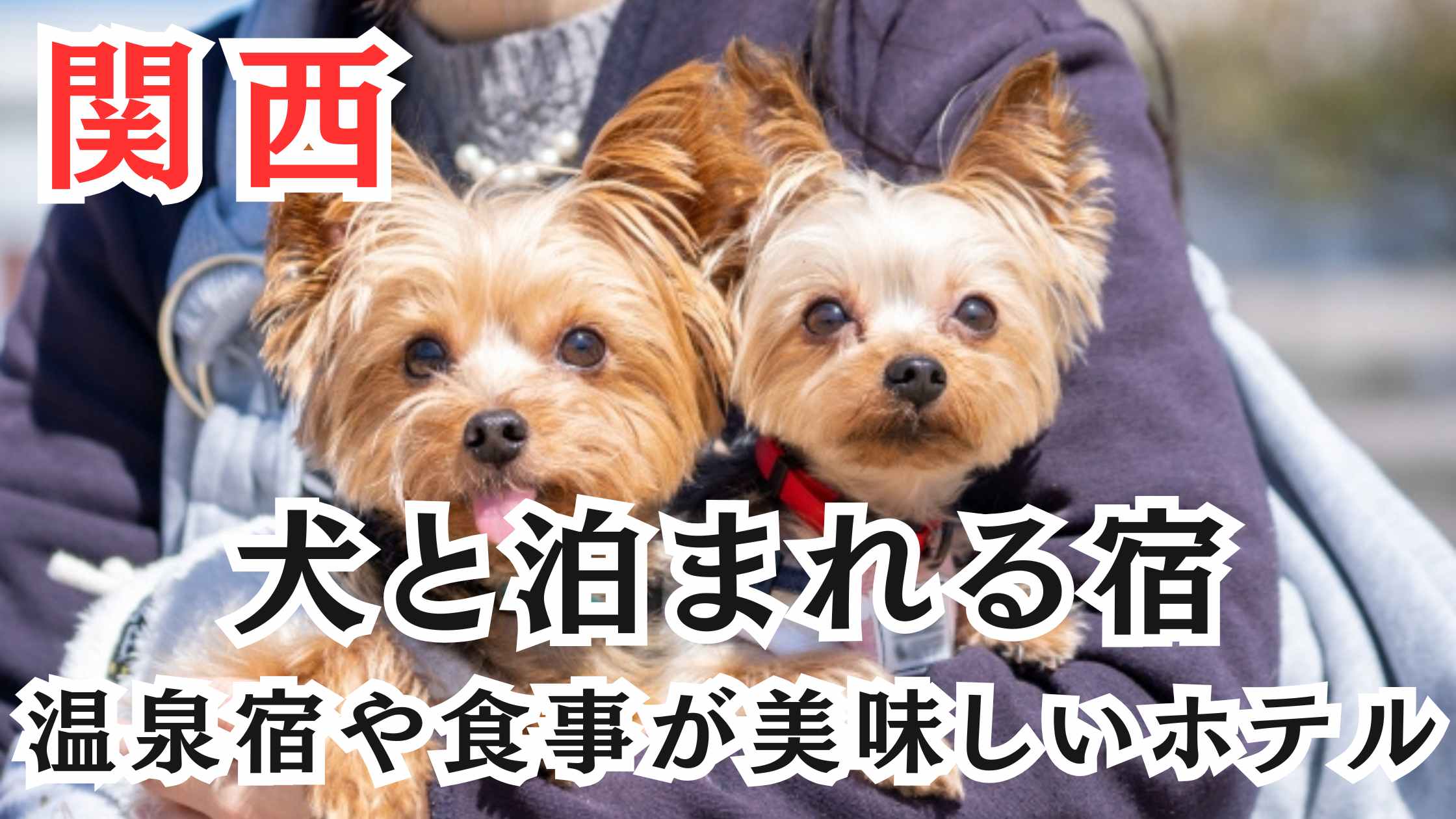 関西の犬と泊まれる宿16選!温泉宿や食事が美味しいおすすめホテル!