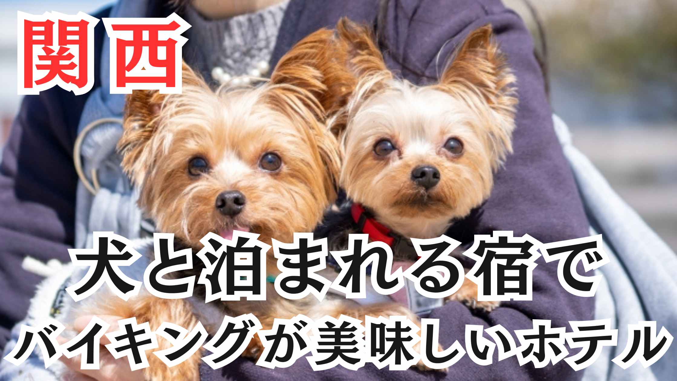 関西の犬と泊まれる宿でバイキングが美味しいホテル10選!温泉宿も紹介